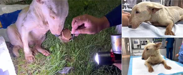 疑似繁殖犬的牛头梗，不论它有多温顺，当它失去价值就没人爱它了