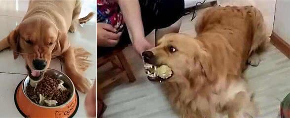 狗狗为什么会护食?有这几个原因