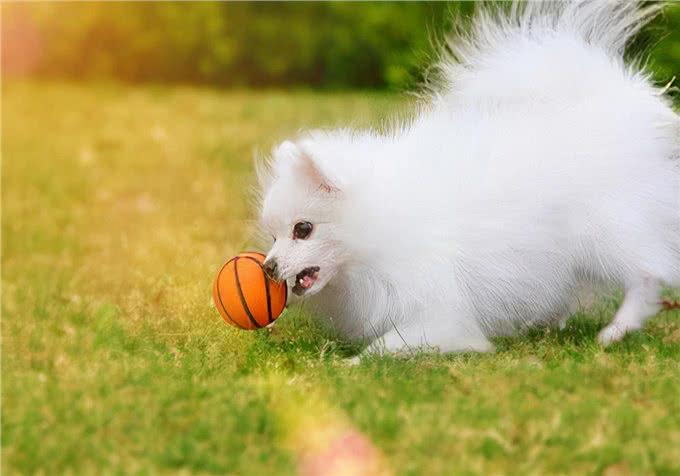 患犬护理方法:怎么看狗是否感冒?