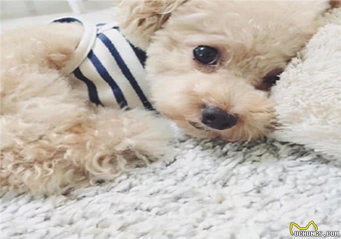 患犬护理方法:怎么看狗是否感冒?