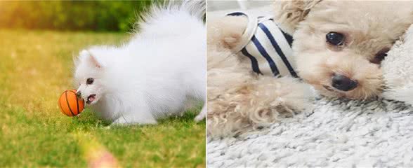 患犬护理方法:怎么看狗是否感冒?