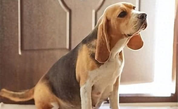 狗狗怀孕禁忌哪些食物