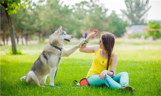 你家狗狗总是叫不回来?这6招狗狗召回术，可以帮到你!