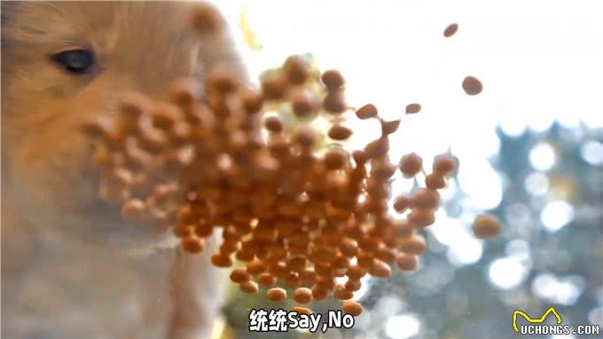 养狗经验分享，狗狗过敏大揭秘，铲屎官必看，—科学养宠攻略