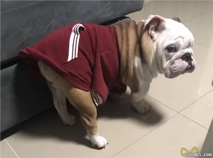 给狗狗穿衣服，到底好不好?