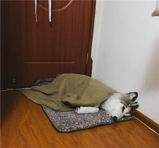 给狗狗穿衣服，到底好不好?
