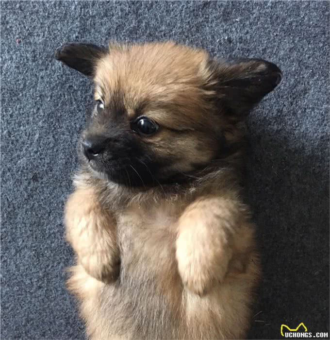 给狗狗穿衣服，到底好不好?