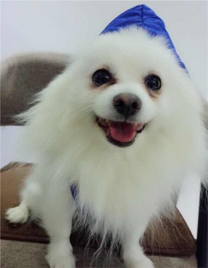 给狗狗穿衣服，到底好不好?