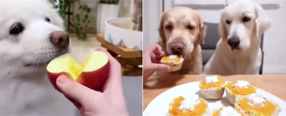 狗狗必吃的食物