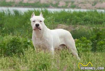 训练杜高犬要用怎样的方法?杜高猎犬训练时的注意事项