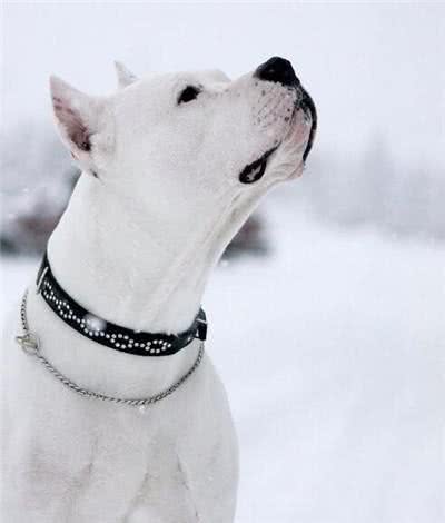 训练杜高犬要用怎样的方法?杜高猎犬训练时的注意事项