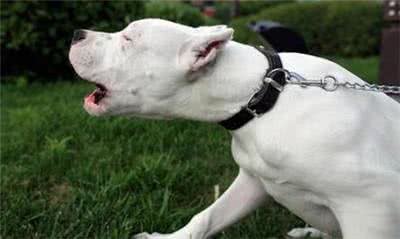 训练杜高犬要用怎样的方法?杜高猎犬训练时的注意事项