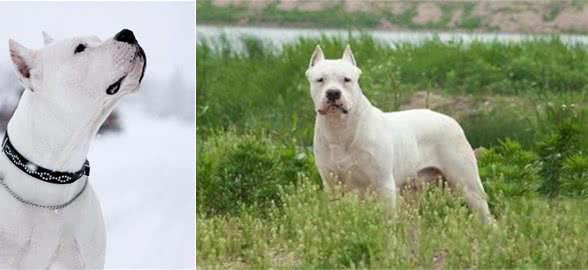 训练杜高犬要用怎样的方法?杜高猎犬训练时的注意事项