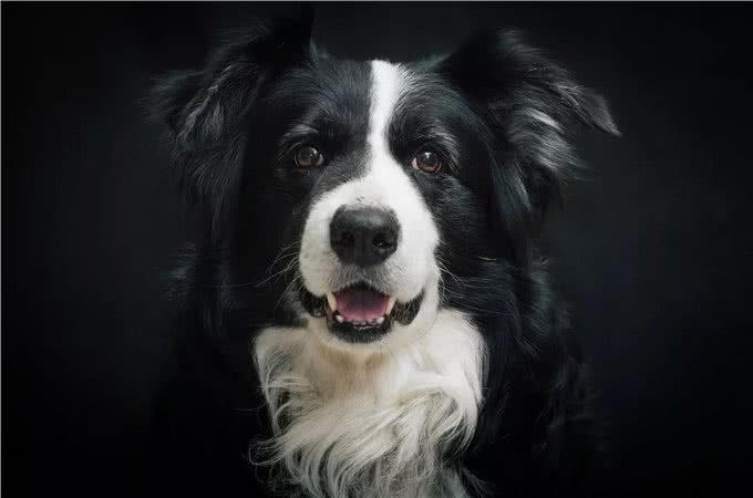 你真的了解你的狗狗么?（边境牧羊犬）