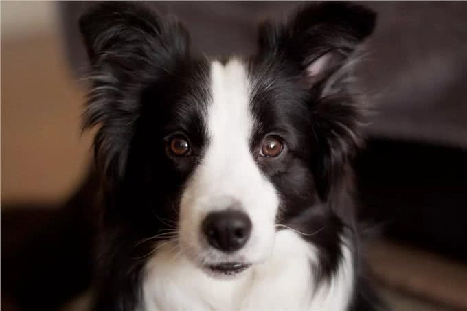 你真的了解你的狗狗么?（边境牧羊犬）