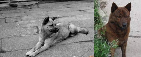 10大凶猛的中国土狗品种，最后一种最珍贵!