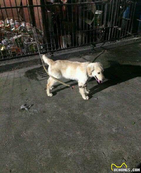 狗狗一天便便多少次才正常?