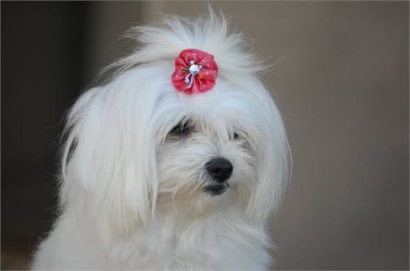 西施犬多年不孕，是怎么回事呢?要怎么调理呢?