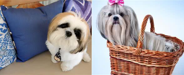 西施犬多年不孕，是怎么回事呢?要怎么调理呢?