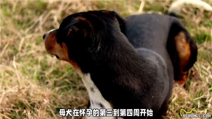 母犬怀孕多少天显肚—养狗经验分享