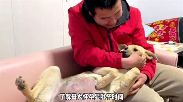母犬怀孕多少天显肚—养狗经验分享