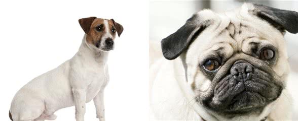 10种最受欢迎的小型犬(看看有没有你偏爱的)