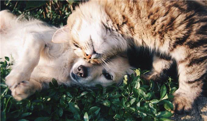 狗和猫每天需要多少睡眠时间，才算休息好了?