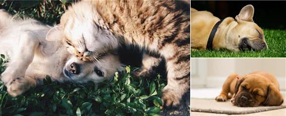 狗和猫每天需要多少睡眠时间，才算休息好了?