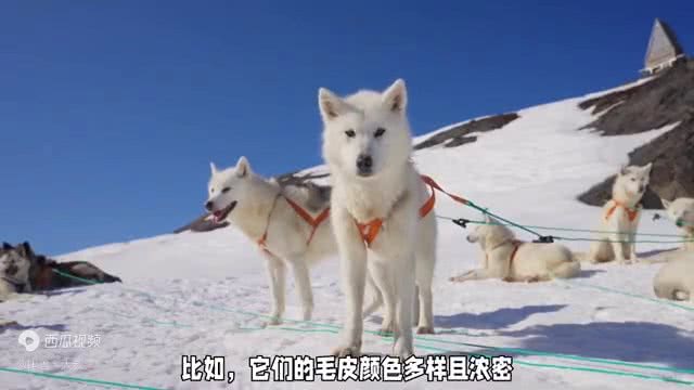 爱斯基摩犬的小知识