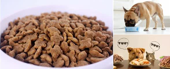 宠物主粮:干粮VS湿粮，不知选哪种?对比之后我给它们混着吃