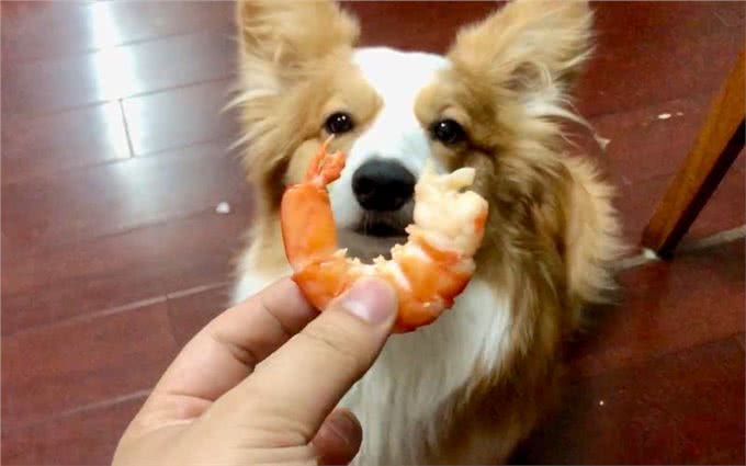 这几种食物，对狗来说是人间美味，可惜很多人没喂过