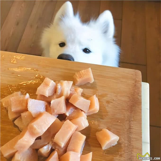 这几种食物，对狗来说是人间美味，可惜很多人没喂过
