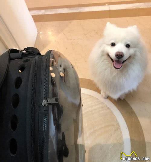 猫咪去打疫苗，狗狗前来送行，是真情还是假意，主人一试便知