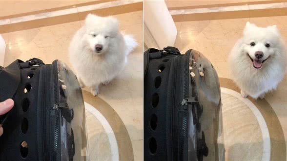 猫咪去打疫苗，狗狗前来送行，是真情还是假意，主人一试便知