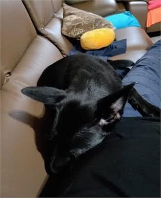 土狗拆家被抓现行，躲进沙发底屁股还被卡住，主人：准备烤乳狗了