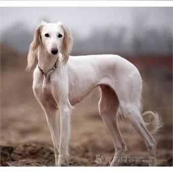 优秀猎犬这么多，为什么不看看我们世界级的国产狗?