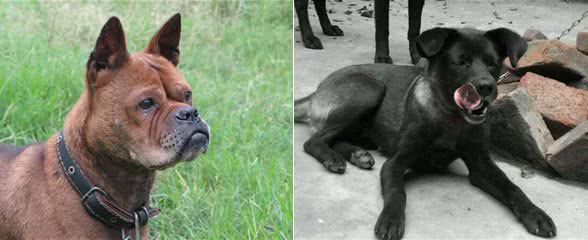 优秀猎犬这么多，为什么不看看我们世界级的国产狗?
