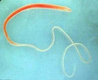 狗狗反复感染上鞭虫?主人该如何预防鞭虫?关于鞭虫的相关知识
