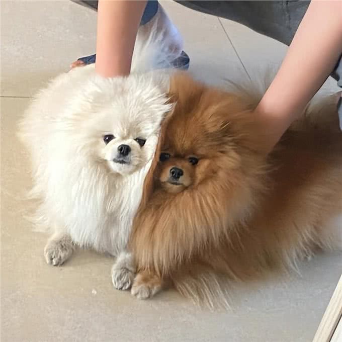 公认对人无攻击性的狗，你家狗狗上榜了吗?