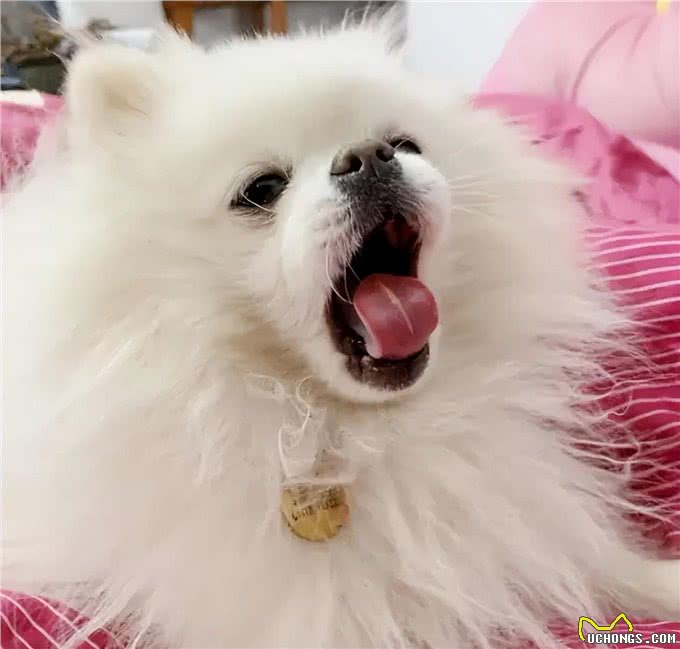 公认对人无攻击性的狗，你家狗狗上榜了吗?