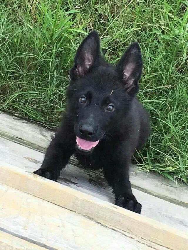 心仪已久的一种大型犬，超级喜欢，你见过没有