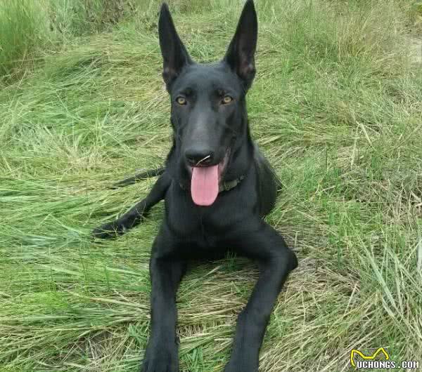 心仪已久的一种大型犬，超级喜欢，你见过没有