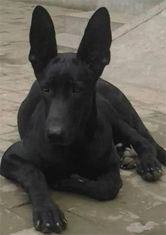 心仪已久的一种大型犬，超级喜欢，你见过没有