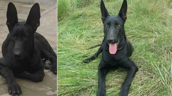 心仪已久的一种大型犬，超级喜欢，你见过没有