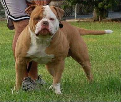这些优秀的护卫犬，哪种是你的菜?