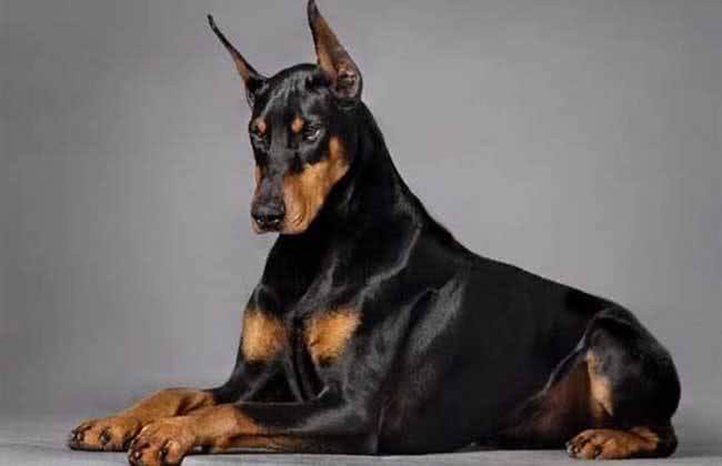 这些优秀的护卫犬，哪种是你的菜?