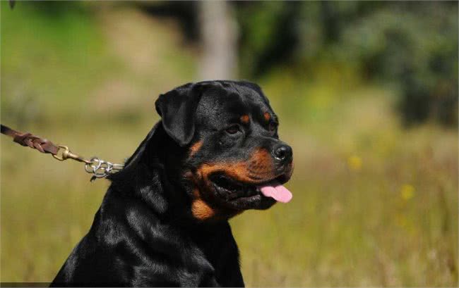 这些优秀的护卫犬，哪种是你的菜?