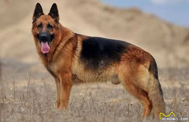 这些优秀的护卫犬，哪种是你的菜?