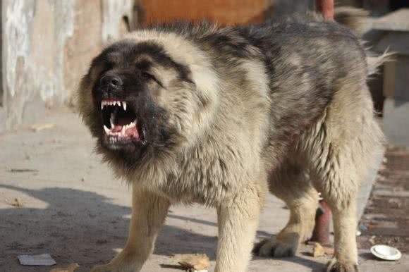 这些优秀的护卫犬，哪种是你的菜?