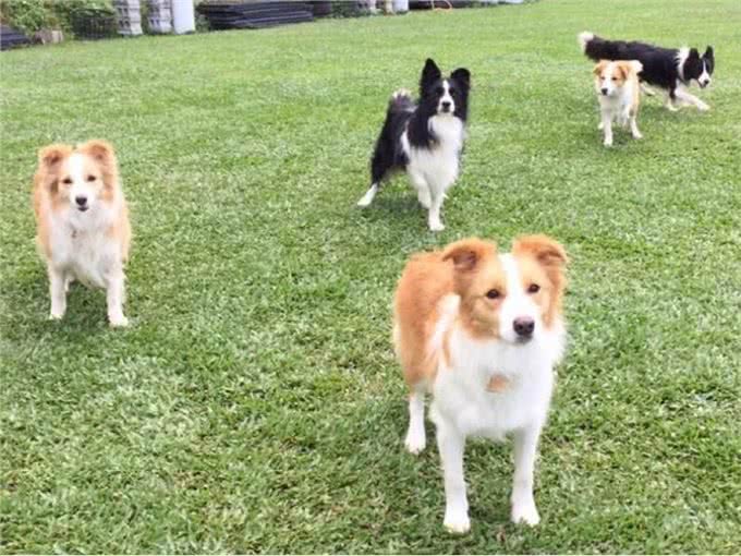 犬心丝虫入门攻略!这三招你一定要学会
